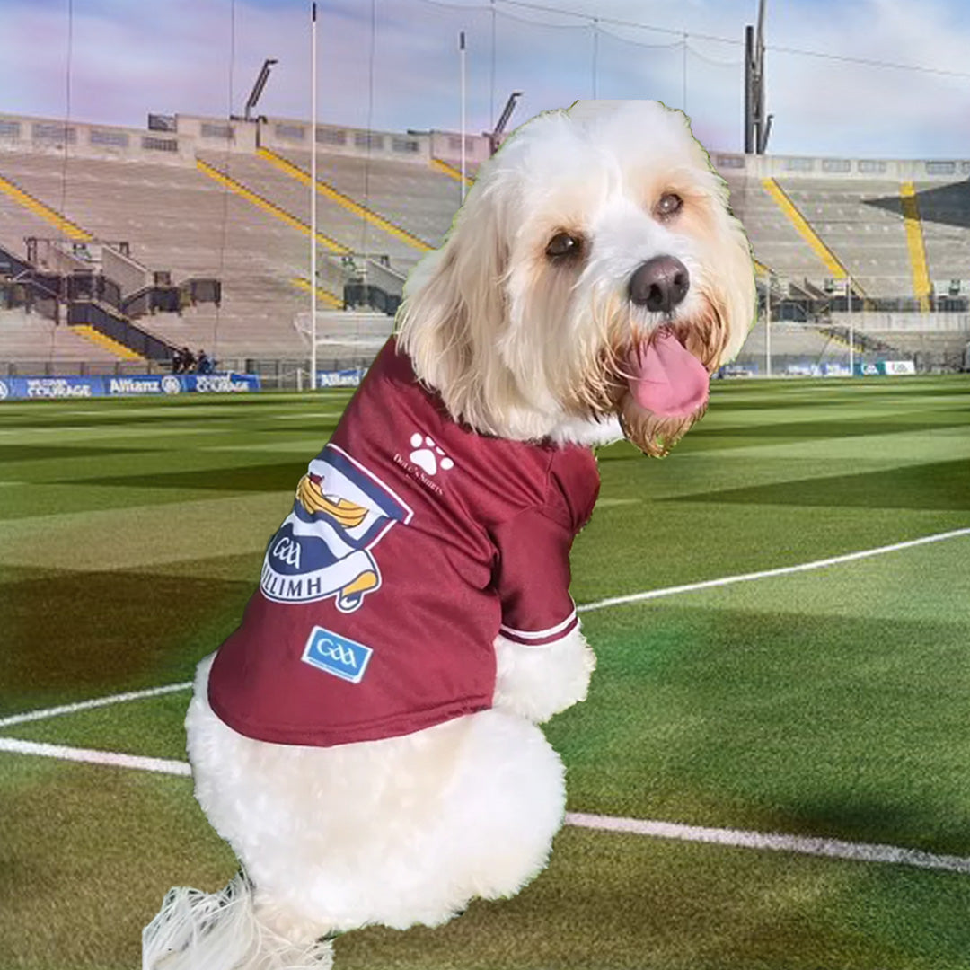 Dog Wearing GALWAY GAA DOG JERSEY
