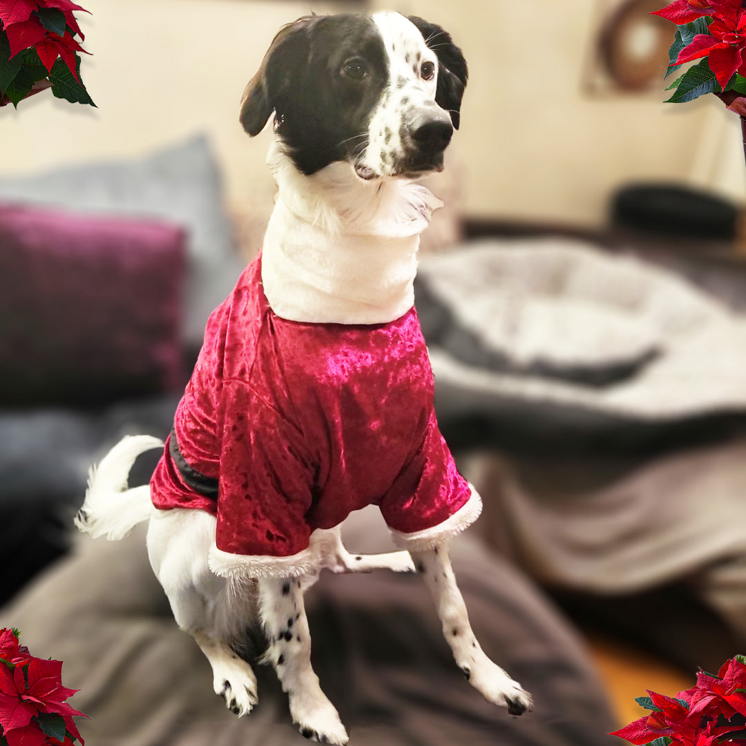Santa Paws Jumper