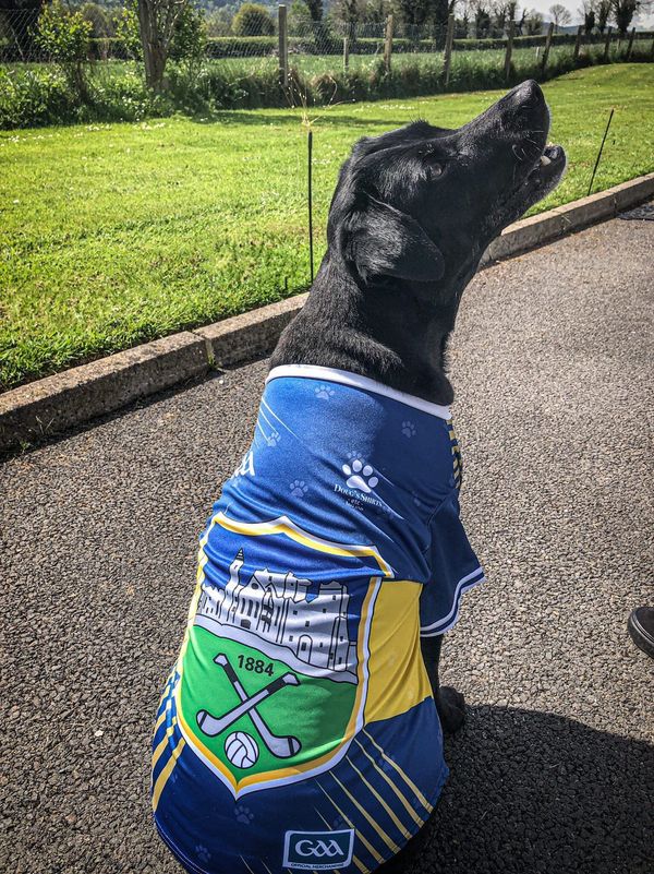 Tipperary GAA Pet Jersey
