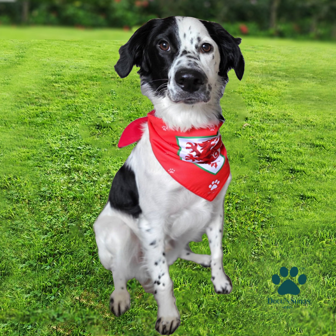 Wales Football Official Pet Jersey and Bandana