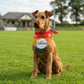 Dog Wearing Carlow GAA PET Bandana