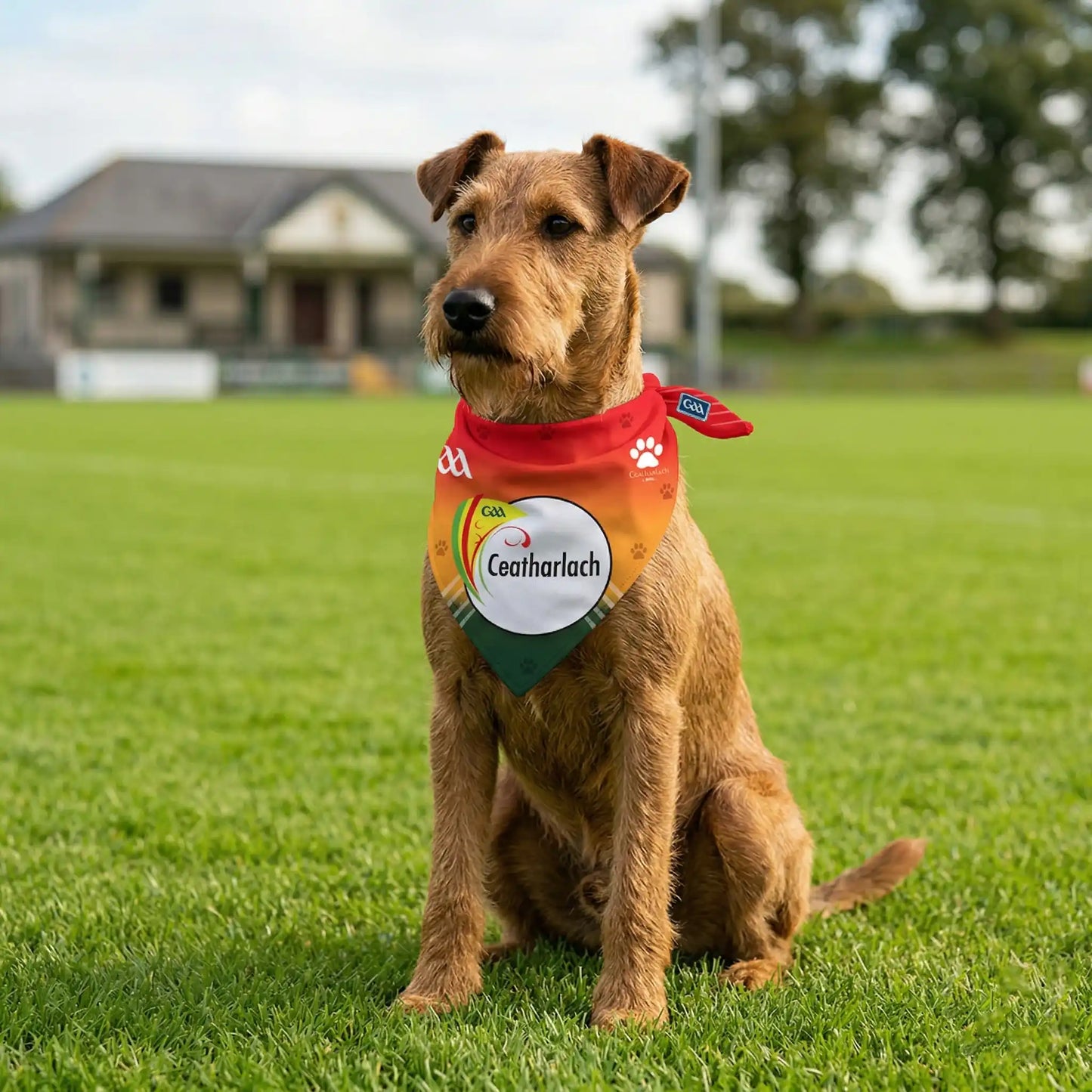 Dog Wearing Carlow GAA PET Bandana