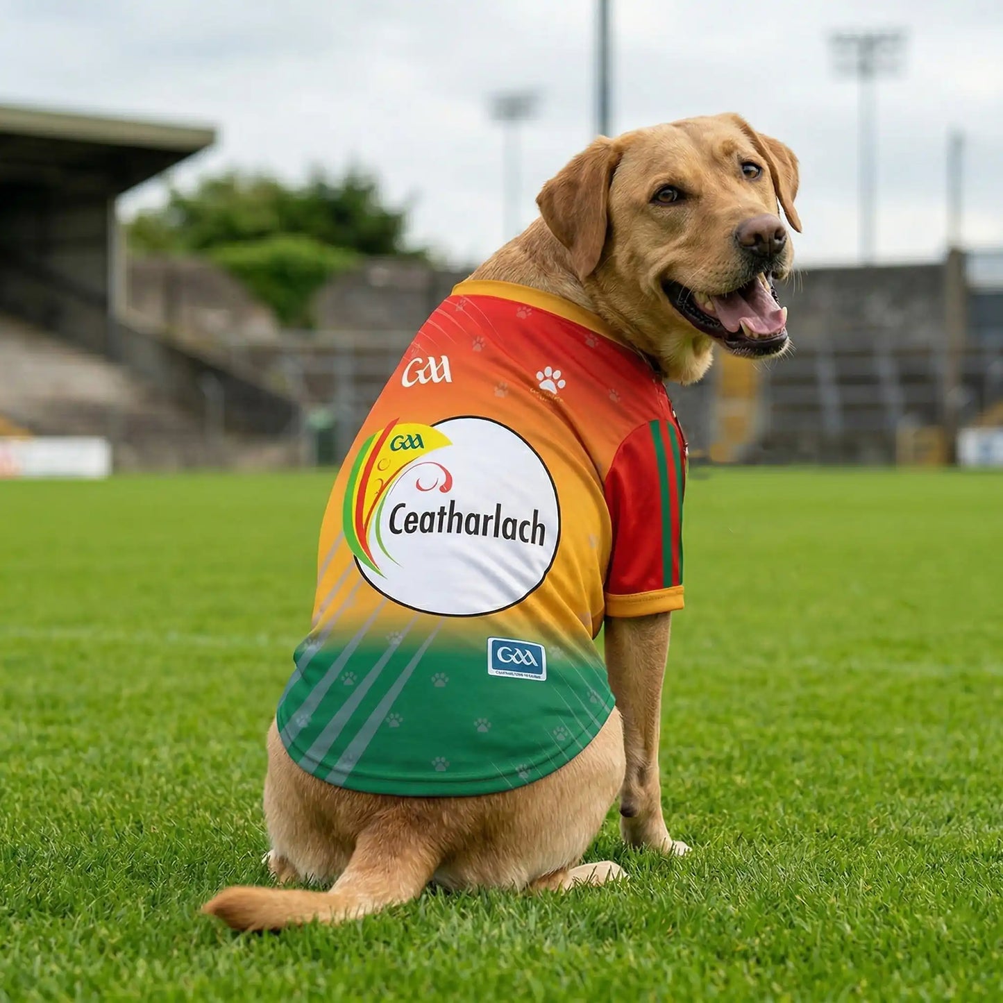 Dog Wearing Carlow Jersey