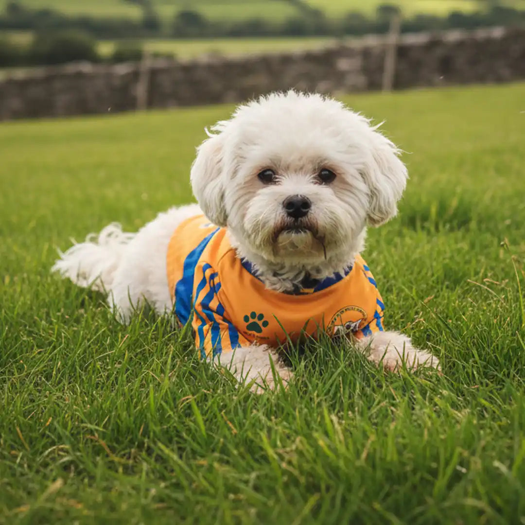 Dog Wearing Clare GAA PET Jersey