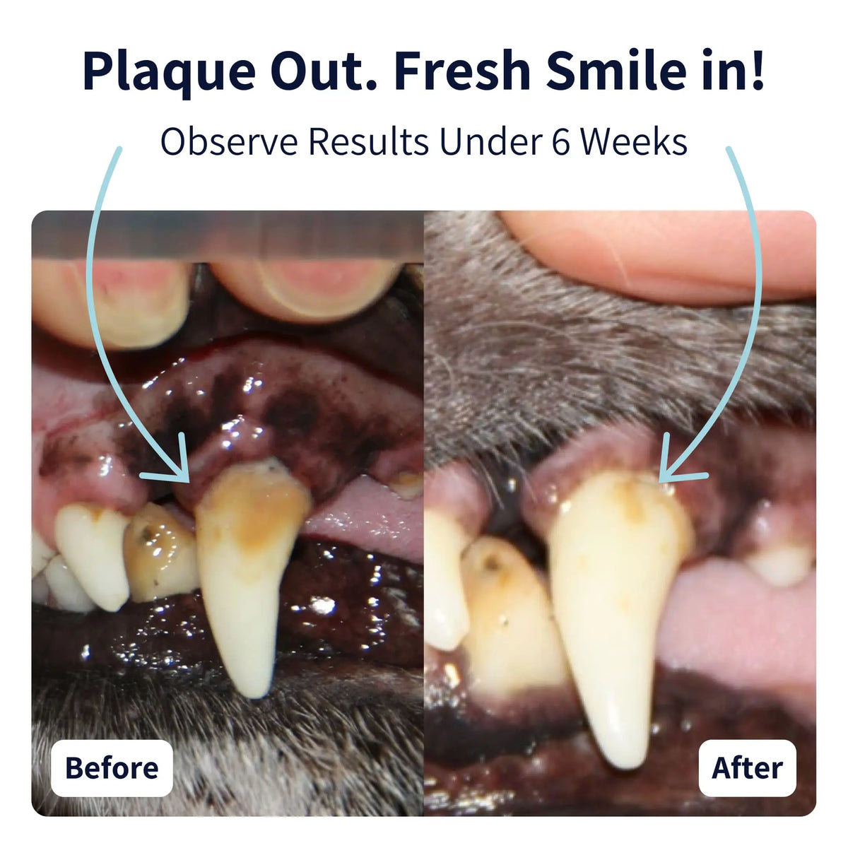 Dental Care