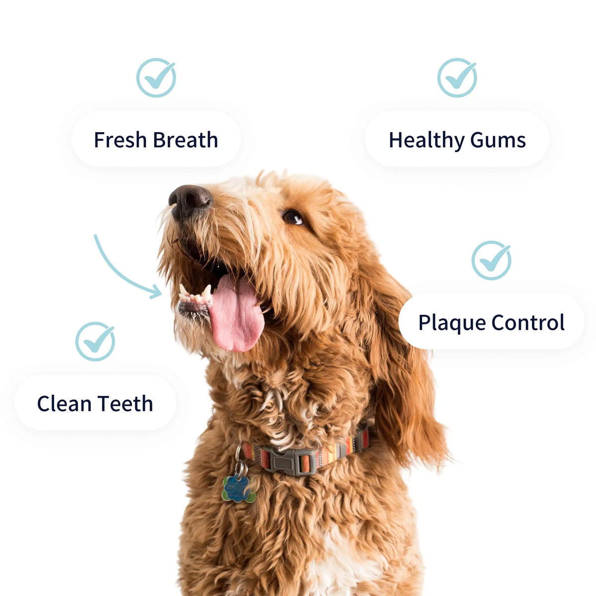 Dental Care