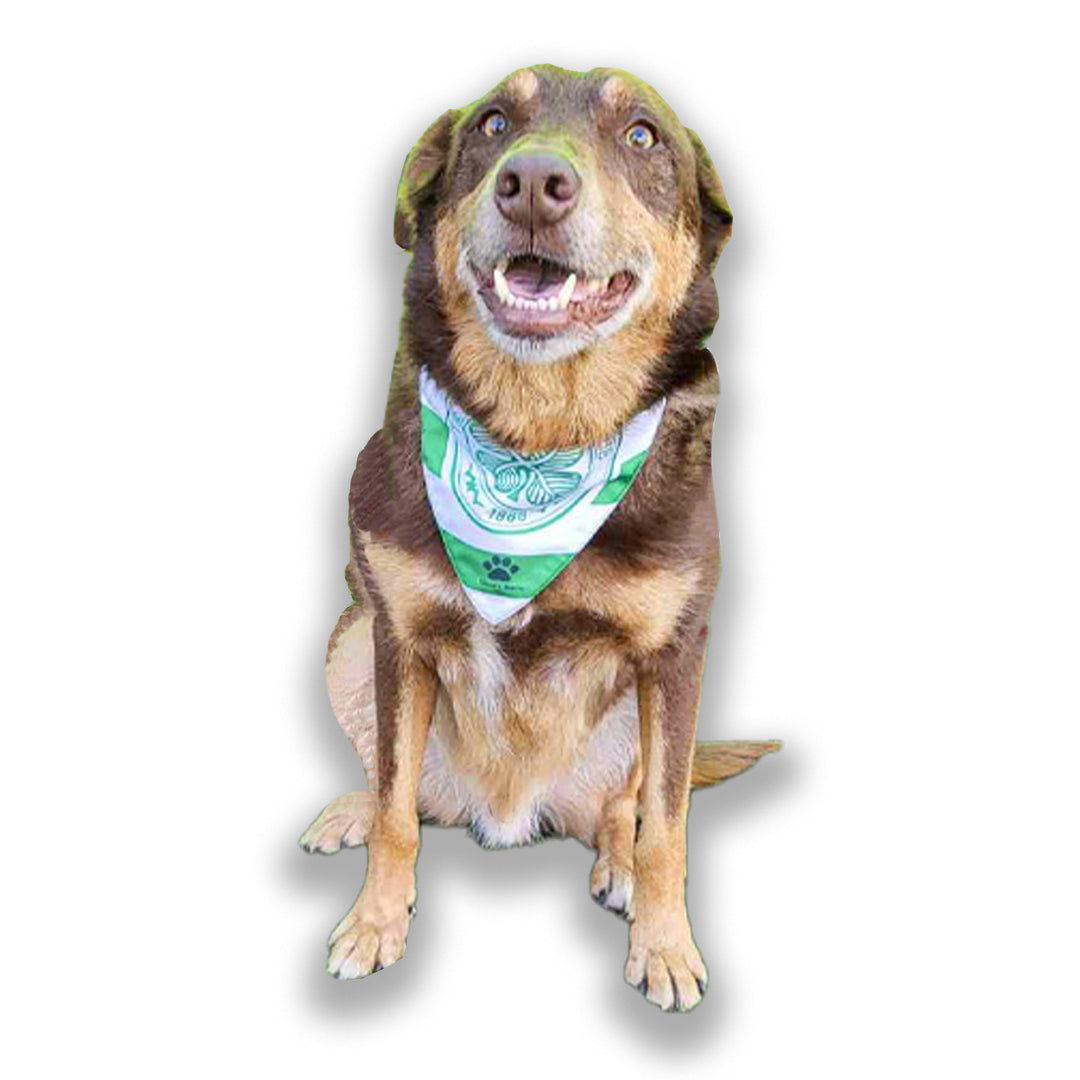 Dog with hotsell bandana on head