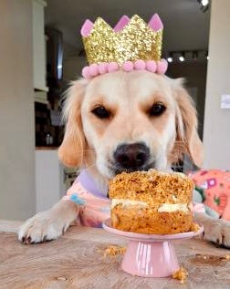 dog birthday crown