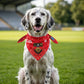 Down Dog County Bandana