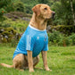 Dog Wearing Dublin GAA PET Jersey