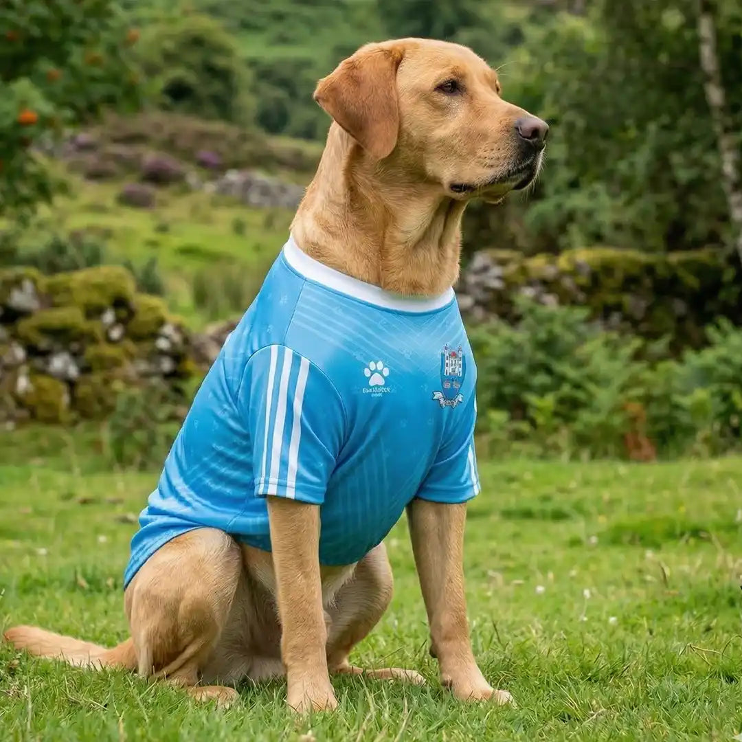 Dog Wearing Dublin GAA PET Jersey