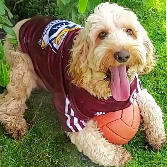 Dog wearing a Galway GAA jersey.