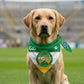 dog wearing offaly bandana