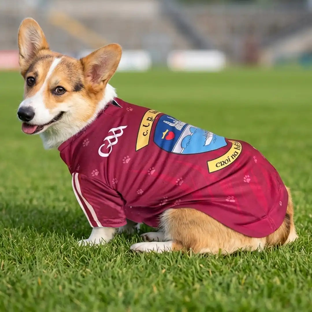 Westmeath dog jersey 