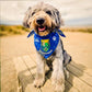 Dog Wearing Wicklow GAA DOG Bandana