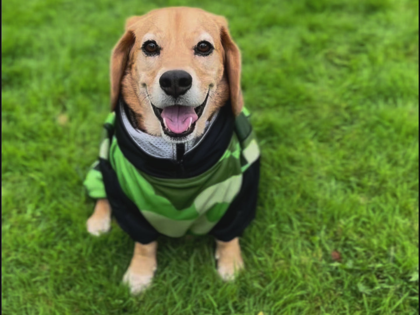 Camo Dog Raincoat