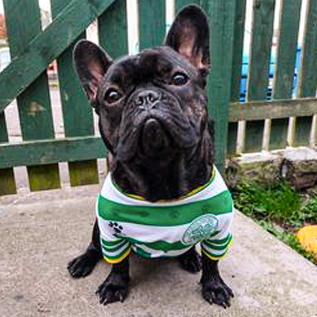 Celtic best sale dog bandana