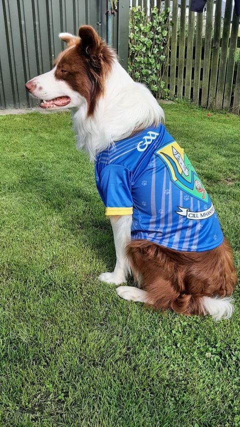 Canucks sales dog jersey